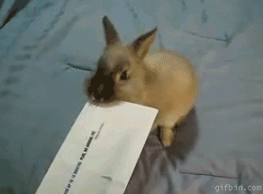 gif animado conejo abre sobres