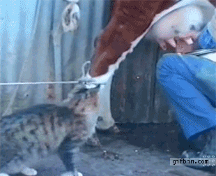 gif animado gato bebiendo leche vaca