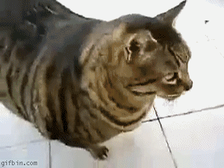 gif animado gato gordo obeso