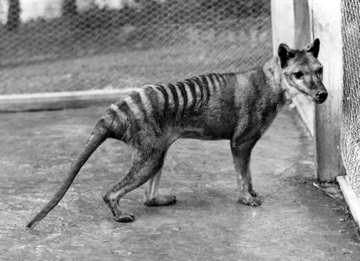 tilacino tigre tasmania animal extinto australia