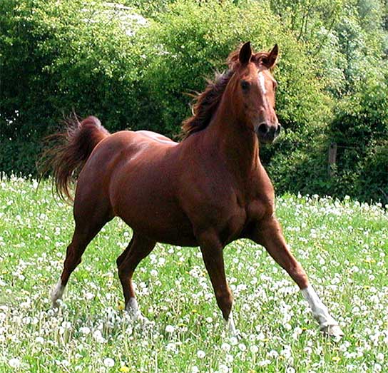 caballo animal horse