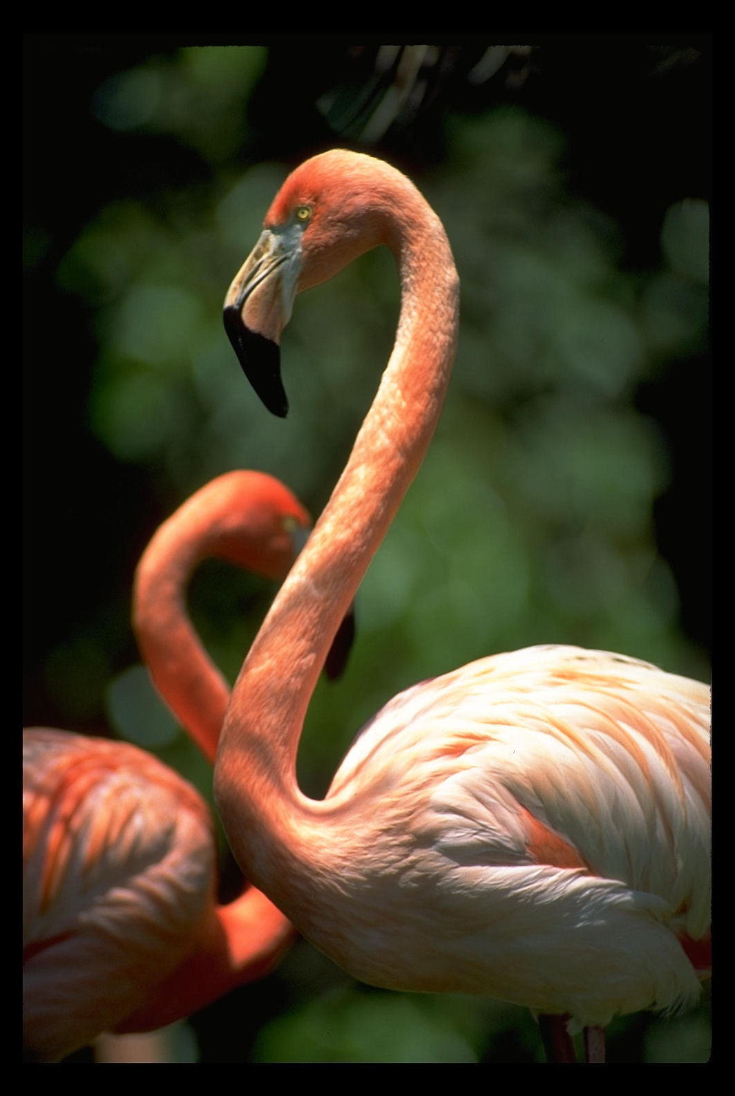 flamingo-ave-postales-rosa
