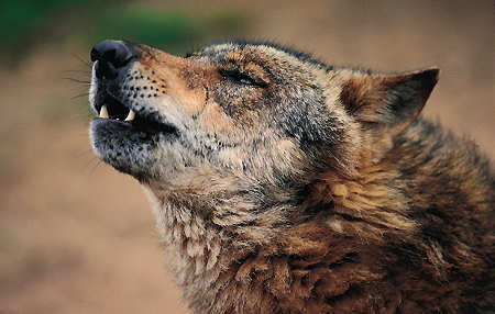 lobo aullando wolf howling howl