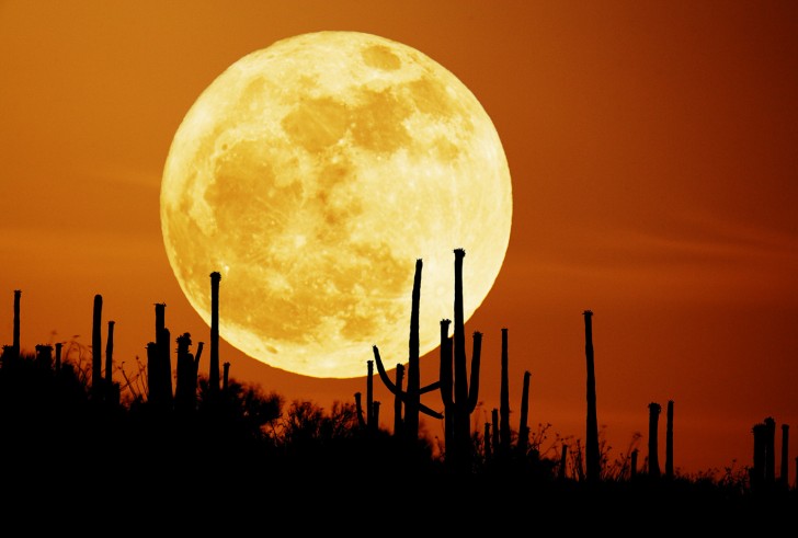 luna-harvest-cosecha-saguaro-moon_seip
