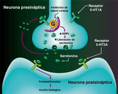 serotonina hormona placer bienestar