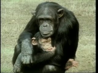 violencia animales monos orangutanes