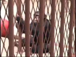 denuncia peta animales chimpances monos