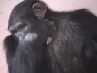 abuso television publicidad animales chimpances monos