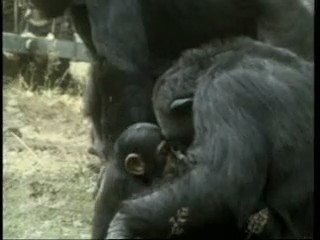 abuso television publicidad animales chimpances monos