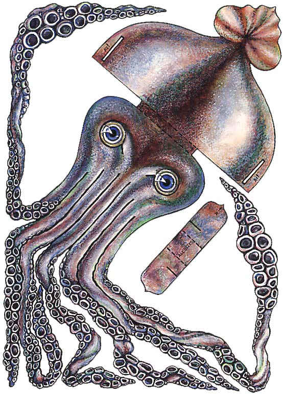 kokigami pulpo squid cut