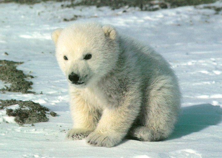 oso polar cachorro