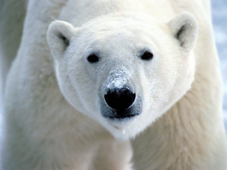 oso polar ursus maritimus mitos