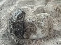 tortuga marina eclosion huevo
