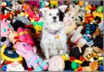 chaser border collie palabras comprende