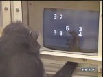 documental ai bebe chimpances inteligencia 01