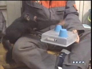 documental ai bebe chimpances inteligencia 20