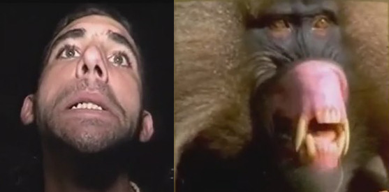 drogas mono macaco hombre apm