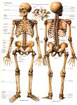 ¿De cuántos huesos consta el cuerpo humano? huesos cuerpo humano esqueleto