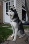 Mishka, el husky que habla, responde a tus preguntas husky perro siberiano mishka