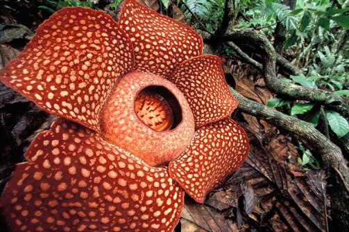 rafflesia arnoldii flor