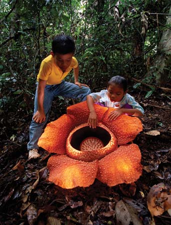 rafflesia flor mas grande mundo
