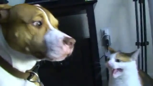 videos peleas perros gatos