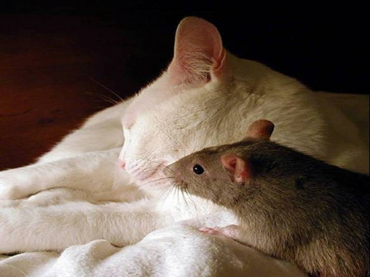 amores inusuales raros animales 26