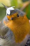 imagenes fotografias pajaros aves 09