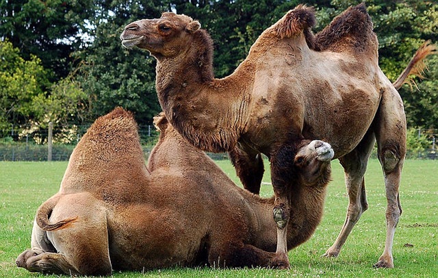 camellos bactrianos