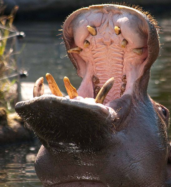 hipopotamo dientes
