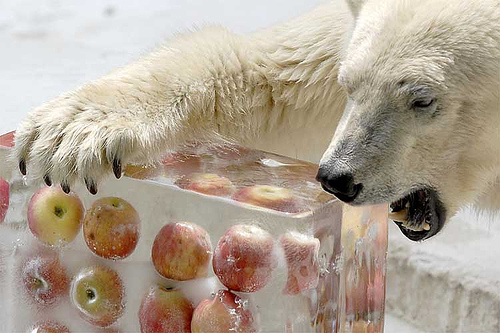 osos polares humor imagenes hielo 01