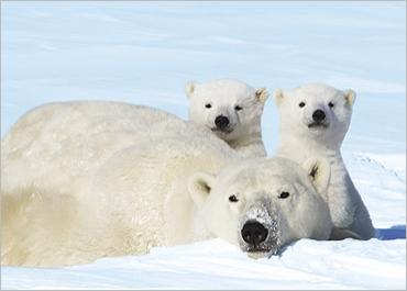 osos polares humor imagenes hielo 09