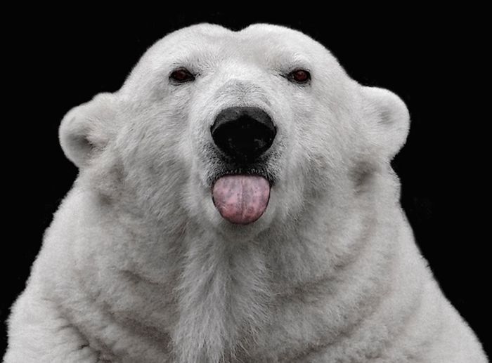 osos polares humor imagenes hielo 13