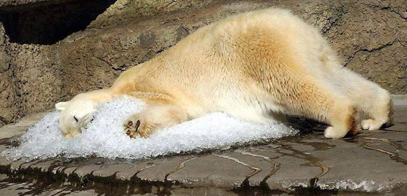 osos polares humor imagenes hielo 18