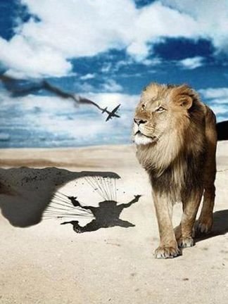 animales risa leon paracaidista