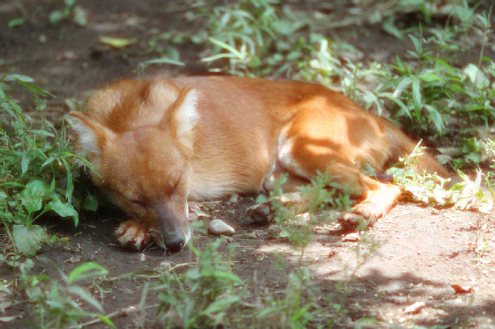 perro durmiendo campo