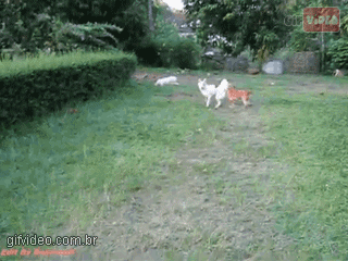 gifs animados divertidos perros saltando