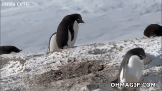 gifs animados divertidos pinguino ladron