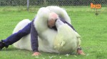 oso polar jugando hombre 1
