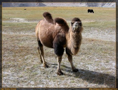 camello-bactriano-asiatico-01