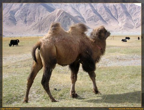 camello-bactriano-asiatico-02
