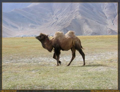 camello-bactriano-asiatico-03