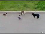 pelea pajaros gatos