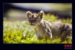 Postales de la naturaleza: Cachorros de león postales cachorros leones crias 60