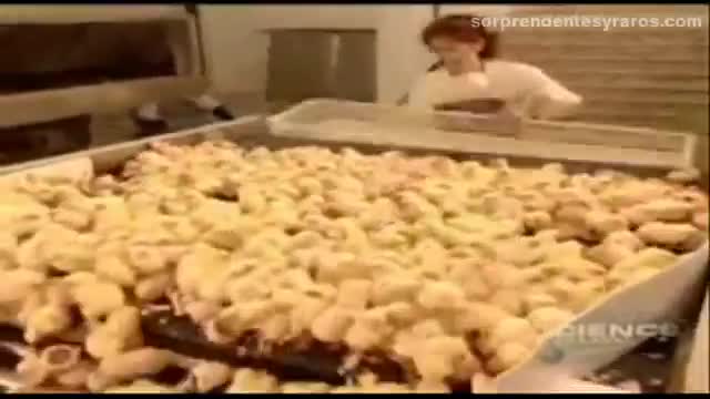 cria masiva pollos fabrica 11