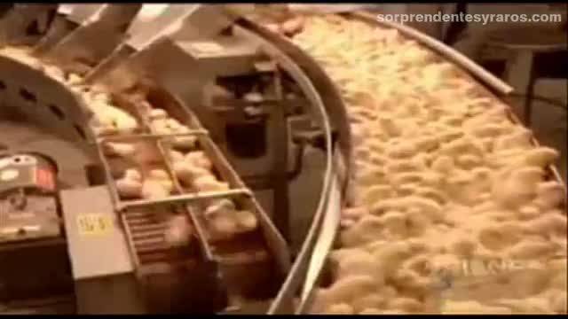 cria masiva pollos fabrica 15