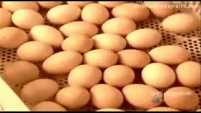 cria masiva pollos fabrica 9