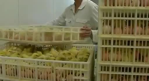 pollos pollitos fabrica denuncia crianza 24