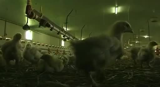 pollos pollitos fabrica denuncia crianza 31