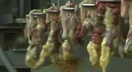 pollos pollitos fabrica denuncia crianza 43